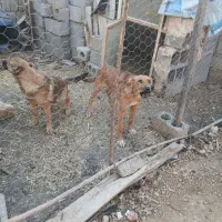 سگ  سرابی|سگ|ناغان, |دیوار