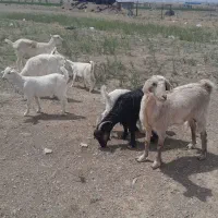 بز و بزغاله روزگاری