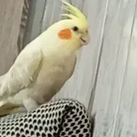 عروس هلندی گمشده