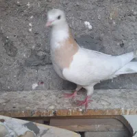 ماده طوقی زرد