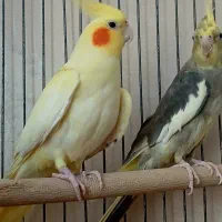 عروس هلندی لوتینو|پرنده|کرج, احدآباد|دیوار