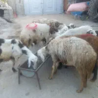 میش و بره|حیوانات مزرعه|فیروزآباد (لرستان), |دیوار