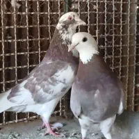 شازده وسرخ پرشی