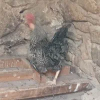 خروس|حیوانات مزرعه|مسجد سلیمان, |دیوار