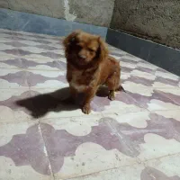 توله ماده نژاد میکس شیتزو با اشتبیز|سگ|شیراز, بید زرد|دیوار