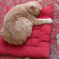 واگذاری گربه|گربه|یزد, |دیوار