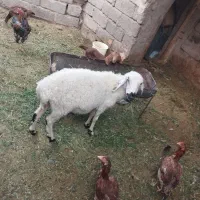 سلام دوستان گوسفند دوماه ابسته قیمت 11میلیون|حیوانات مزرعه|میرجاوه, |دیوار