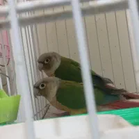 طوطی گرینچیک اناناسی