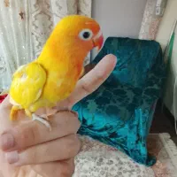 جفت طوطی کوتوله برزیلی