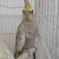 عروس هلندی ماده