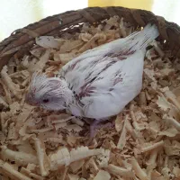 عروس هلندی|پرنده|قشم, |دیوار