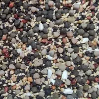 دانه سرا و ملزومات پرندگان آذر|لوازم جانبی حیوانات|میناب, |دیوار