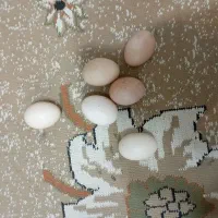 تخم مرغ محلی