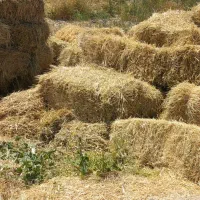 یونجه چین اول