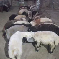 بره نرپلواری