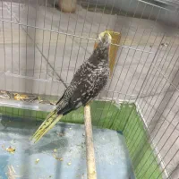 عروس هلندی|پرنده|بمپور, |دیوار