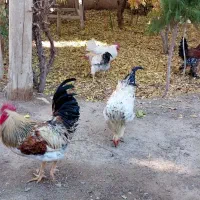 خروس|حیوانات مزرعه|محلات, |دیوار