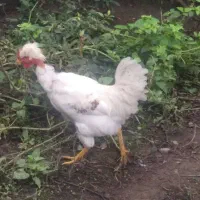 قو غاز و خروس|حیوانات مزرعه|سیاهکل, |دیوار