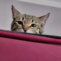 گربه|گربه|ایوانکی, |دیوار