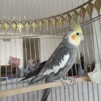 عروس هلندی
