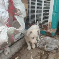 سگ پاکوتا|سگ|نیشابور, گنبد سبز|دیوار