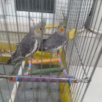 فروش عروس هلندی