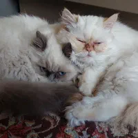 واگذاری گربه