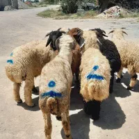 ۷راس بره شیشک یک راس بره ماده (رودبار شاهباد)