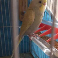 مرغ عشق|پرنده|تربت جام, یحیی آباد|دیوار