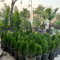 پالم سیکاس مورت شمشاد لگستروم لاوسون و کامیس|خدمات باغبانی و درختکاری|پیشوا, |دیوار