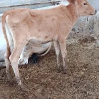 گاو گوساله گوسفند بز بره گاومیش درشادگان|حیوانات مزرعه|شادگان, |دیوار