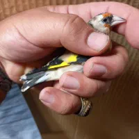 فروش چنتا سهره دورگ صاف گرده|پرنده|کازرون, |دیوار