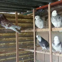 ۶عدد هما سرور پرشی