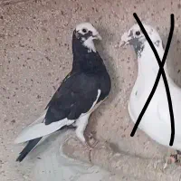 دوتا کفتر جوجه قره مینا سیاه و سبز ماده