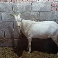 چبش سانن اصل و سه عدد بز زه اول