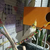 عروس هلندی لوتینو