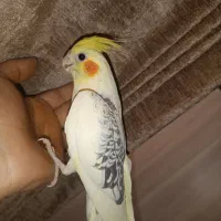 عروس هلندی|پرنده|بهار, |دیوار