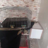 عروس هلندی