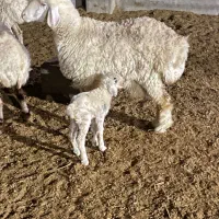 فروشی بره ماده وکهره|حیوانات مزرعه|کرمان, |دیوار