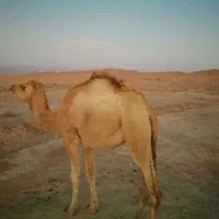 شتر فروشی|حیوانات مزرعه|سرایان, |دیوار