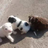 سگ پاکوتاه شیتیزو