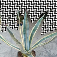 کاکتوس آگاو|گل و گیاه طبیعی|شیراز, تحویلی|دیوار