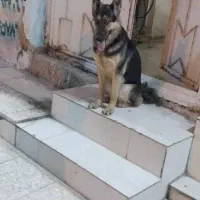 گمشده در بازار|حیوانات|ایذه, |دیوار