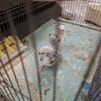 دو عدد جوجه مینیاتوری سبرایت|حیوانات مزرعه|اردکان, |دیوار