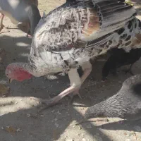 مرغ و بوقلمون|حیوانات مزرعه|چیتاب, |دیوار