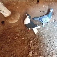 کفتر
