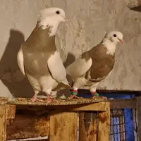 چند تا پرنده