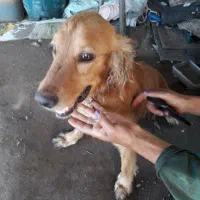 این زبون بسته گم شده