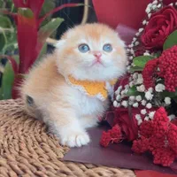 بچه گربه اصیل بی مانند