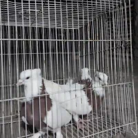 تعدادی کبوتر طوقی. ۴۰۰